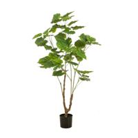 Ficus umbellata - thumbnail