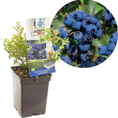 Bosbes (vaccinium corymbosum "Hortblue Petite") fruitplanten Bosbes (vaccinium corymbosum "Hortblue Petite") fruitplanten