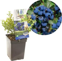 Bosbes (vaccinium corymbosum "Hortblue Petite") fruitplanten - thumbnail