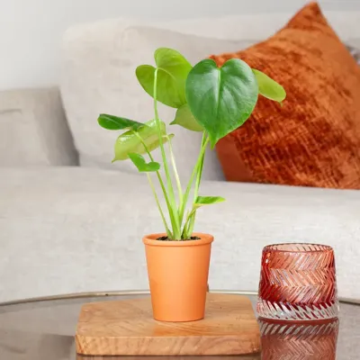 Mini Monstera Deliciosa - Gatenplant - P6
