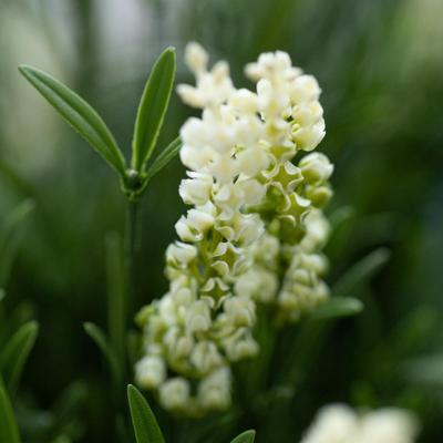 Kunstplant Lavendel Bol UV Wit 60cm in pot