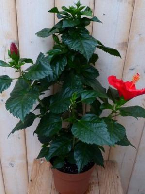 Hibiscus Newbiscus Grootbloemig rood 70 cm Warentuin Natuurlijk - Warentuin natuurlijk