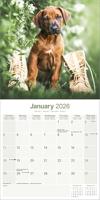 Rhodesian Ridgeback Kalender 2026 - thumbnail