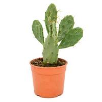 Opuntia cactus vulgaris S kamerplant - thumbnail