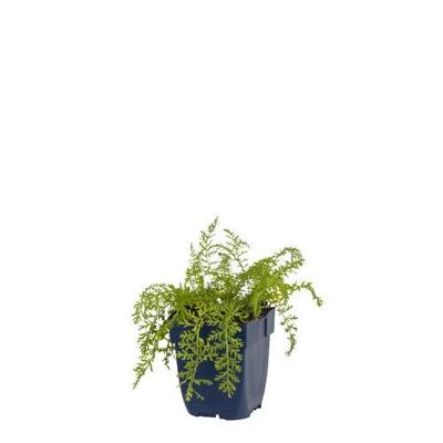 Achillea mill. Paprika vaste plant Griffioen - Griffioen