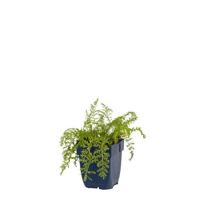 Achillea mill. Paprika vaste plant Griffioen - Griffioen - thumbnail