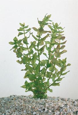 2 stuks! Bacopa caroliniana potmaat P11 Brede bacopa Moerings - Moerings