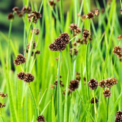 Moerings Juncus effusus - Pitrus