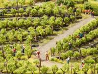 NOCH 21540 Wijnranken, 22 mm hoog (24 stuks) Lasercut model - thumbnail