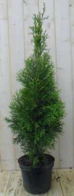 Conifeer Thuja Smaragd 110 cm Warentuin Natuurlijk - Warentuin natuurlijk