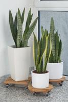 Plantentrolley Lounge rond naturel - thumbnail