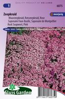 Saponaria Ocymoides zaden Zeepkruid - thumbnail