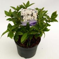 Dwerg rododendron (Rhododendron "Dora Amateis") heester - thumbnail