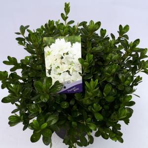 Rododendron (Rhododendron Japonica "Melina") heester - 30-35 cm - 1 stuks