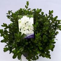 Rododendron (Rhododendron Japonica "Melina") heester - 30-35 cm - 1 stuks - thumbnail