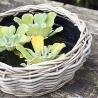 Bloempot Drypot Terrasschaal Rotan D44H15 cm Van der Leeden - Van der leeden - thumbnail