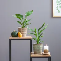 Strelitzia Duo - P12 - thumbnail