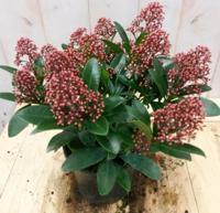Skimmia rood 20 cm Warentuin Natuurlijk Rubella Japonica - Warentuin natuurlijk - thumbnail