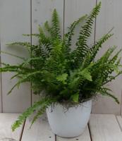 Koningsvaren witte pot 30 cm Warentuin Natuurlijk - Warentuin natuurlijk - thumbnail