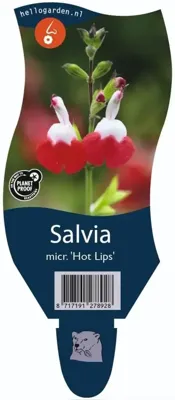 Salvia micr. Hot Lips vaste plant Griffioen - Griffioen Salvia micr. Hot Lips vaste plant Griffioen - Griffioen