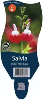 Salvia micr. Hot Lips vaste plant Griffioen - Griffioen - thumbnail