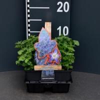 Klokjesbloem (campanula poscharskyana) bodembedekker - 6-pack - 1 stuks - thumbnail