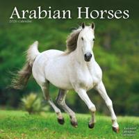 Arabian Horses Calendar 2026 Square Horses Wall Calendar - 16 Month - thumbnail