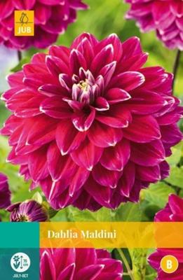 Dahlia maldini bol/knol JUB 1 stuks - Jub