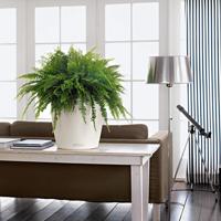 Bloempot Lechuza Grijs Polypropyleen Cirkelvormig - thumbnail