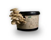 Fungi Factory Oesterzwammen kweken op koffiedik - thumbnail