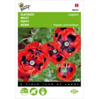 Papaver, Klaproos Lady Bird - thumbnail