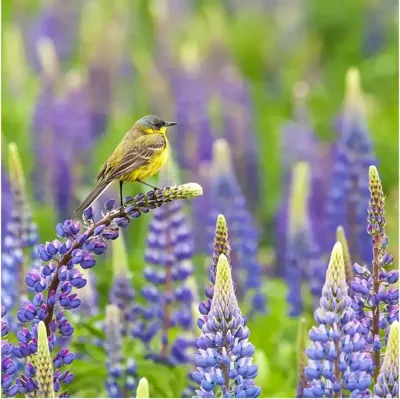 Anna's Collection tuinschilderij balkankwikstaart 58x58cm multi