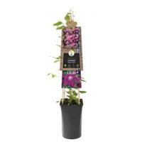 Rode bosrank (Clematis "Rouge Cardinal") klimplant 120 cm - thumbnail
