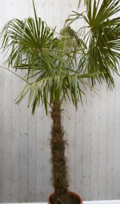Winterharde Palmboom stamhoogte 100 cm en hoogte 225 cm Trachycarpus Warentuin Natuurlijk - Warentuin natuurlijk