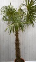 Winterharde Palmboom stamhoogte 100 cm en hoogte 225 cm Trachycarpus Warentuin Natuurlijk - Warentuin natuurlijk - thumbnail