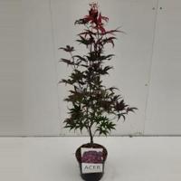 Japanse esdoorn (Acer palmatum "Bloodgood") heester - 60-70 cm - 1 stuks - thumbnail