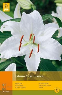 Lilium casa blanca 2st bloembol zomer Lelie JUB - Jub