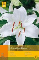 Lilium casa blanca 2st bloembol zomer Lelie JUB - Jub - thumbnail