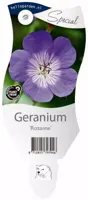 Geranium rozanne (Ooievaarsbek) - thumbnail