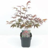 Japanse esdoorn (Acer Palmatum "Atropurpureum") - 30+ cm - 6 stuks - thumbnail