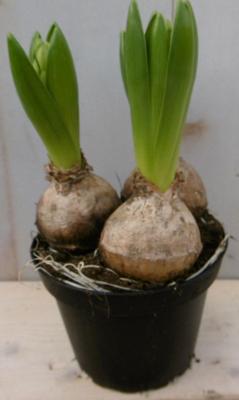 3 stuks! Bolletjes Hyacint wit in potje Voorjaarsbollen Warentuin Natuurlijk - Warentuin natuurlijk