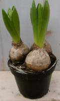 3 stuks! Bolletjes Hyacint wit in potje Voorjaarsbollen Warentuin Natuurlijk - Warentuin natuurlijk - thumbnail