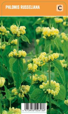 Vips Phlomis russeliana - brandkruid