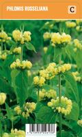 Vips Phlomis russeliana - brandkruid - thumbnail