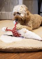 CUPID & COMET GONK KERSTKABOUTER GREG - thumbnail