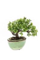 Zijdeplant mini Bonsai Ficus kunstplant excl. vaas Driesprong Collection - Driesprong collection - thumbnail