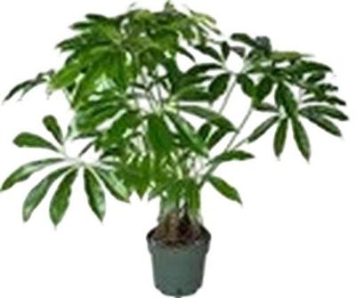 Philodendron Fun Bun Potmaat 30 H130-150 kamerplant Beautanic Lifestyle - Beautanic lifestyle