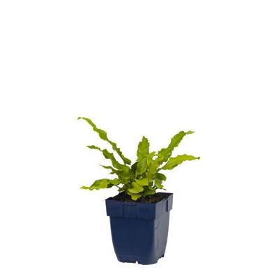 Asplenium scolopendrium vaste plant Griffioen - Griffioen