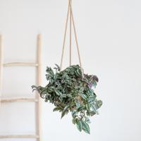 Tradescantia Zebrina - p17 - thumbnail