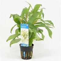 Hygrophila salicifolia - 6 stuks - aquarium plant - thumbnail
